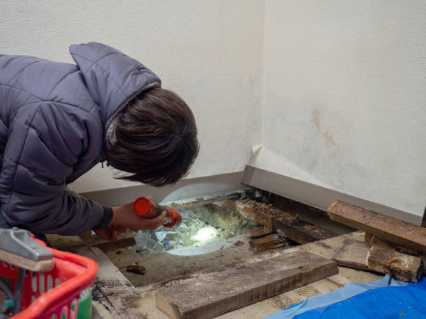Best Basement Mold Removal  in Thatcher, AZ