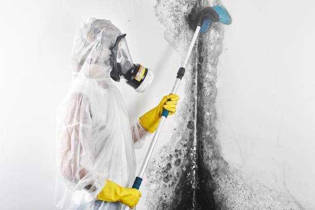 Best Commercial Mold Inspection  in Thatcher, AZ