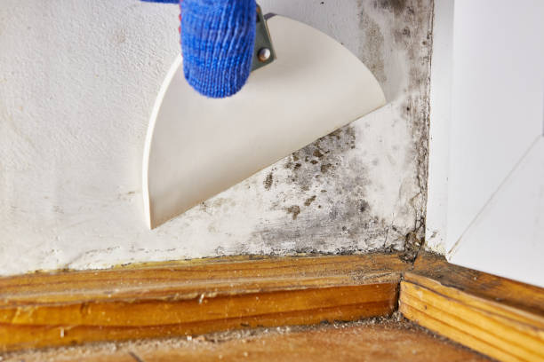 Best Real Estate Mold Inspection  in Thatcher, AZ