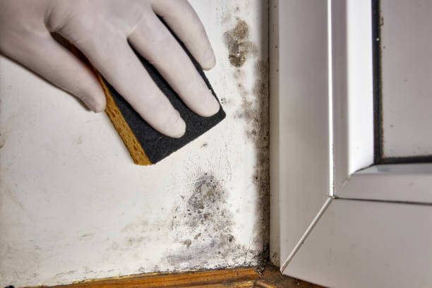 Best Comprehensive Air Testing for Mold Contaminants  in Thatcher, AZ
